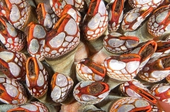 Goose Barnacles (Pollicipes polymerus) Goose Barnacles (Pollicipes polymerus)