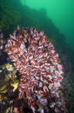 Goose Barnacles (Pollicipes polymerus) Goose Barnacles (Pollicipes polymerus)