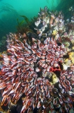 Goose Barnacles (Pollicipes polymerus) Goose Barnacles (Pollicipes polymerus)
