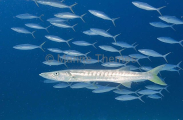 Pickhandle Barracuda (Sphyraena jello) Pickhandle Barracuda (Sphyraena jello)