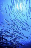 Chevron Barracuda (Sphyraena putnamiae) Chevron Barracuda (Sphyraena putnamiae)