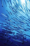 Chevron Barracuda (Sphyraena putnamiae) Chevron Barracuda (Sphyraena putnamiae)