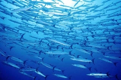 Chevron Barracuda (Sphyraena putnamiae) Chevron Barracuda (Sphyraena putnamiae)