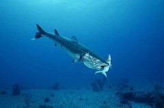 Great Barracuda (Sphyraena barracuda)