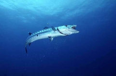 Great Barracuda (Sphyraena barracuda)