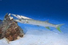 Pickhandle Barracuda (Sphyraena jello) Pickhandle Barracuda (Sphyraena jello)