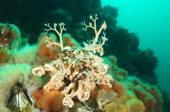 Basket Star (Gorgonocephalus eucnemis) Basket Star (Gorgonocephalus eucnemis)