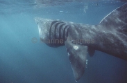 Basking Shark (Cetorhinus maximus) Basking Shark (Cetorhinus maximus)