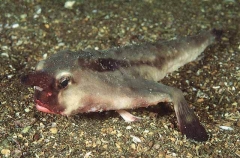 Red-lipped Batfish (Ogcocephalus darwini) Red-lipped Batfish (Ogcocephalus darwini)