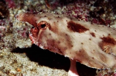 Ruby-lipped Batfish (Ogcocephalus porrectus)