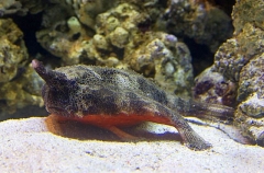 Redbelly Batfish (Ogcocephalus nasutus) Redbelly Batfish (Ogcocephalus nasutus)