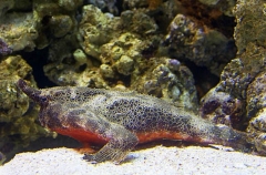 Redbelly Batfish (Ogcocephalus nasutus) Redbelly Batfish (Ogcocephalus nasutus)