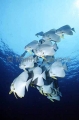 Tiera Batfish (Platax teira) Tiera Batfish (Platax teira)