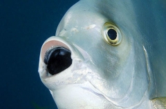 Teira Batfish (Platax teira) Teira Batfish (Platax teira)