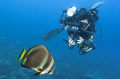 Orbicular Batfish (Platax orbicularis) Orbicular Batfish (Platax orbicularis)