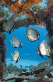 Pinnate Batfish (Platax pinnatus) Pinnate Batfish (Platax pinnatus)