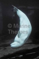 Beluga Whale (Delphinapterus leucas) Beluga Whale (Delphinapterus leucas)