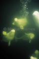 Beluga Whales (Delphinapterus leucas) Beluga Whales (Delphinapterus leucas)