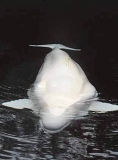 Beluga Whale (Delphinapterus leucas) Beluga Whale (Delphinapterus leucas)
