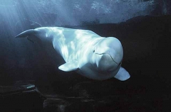 Beluga Whale (Delphinapterus leucas) Beluga Whale (Delphinapterus leucas)