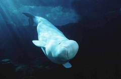 Beluga Whale (Delphinapterus leucas) Beluga Whale (Delphinapterus leucas)