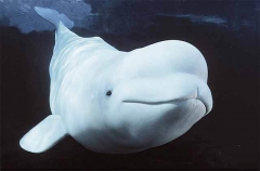 Beluga Whale (Delphinapterus leucas) Beluga Whale (Delphinapterus leucas)