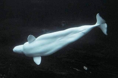 Beluga Whale (Delphinapterus leucas) Beluga Whale (Delphinapterus leucas)