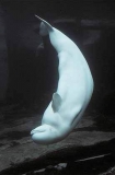 Beluga Whale (Delphinapterus leucas) Beluga Whale (Delphinapterus leucas)