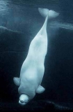 Beluga Whale (Delphinapterus leucas) Beluga Whale (Delphinapterus leucas)