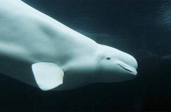 Beluga Whale (Delphinapterus leucas) Beluga Whale (Delphinapterus leucas)