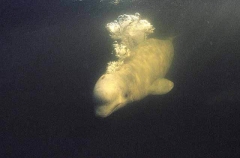 Beluga Whale (Delphinapterus leucas) Beluga Whale (Delphinapterus leucas)