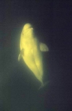 Beluga Whale (Delphinapterus leucas) Beluga Whale (Delphinapterus leucas)