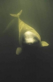 Beluga Whale (Delphinapterus leucas) Beluga Whale (Delphinapterus leucas)