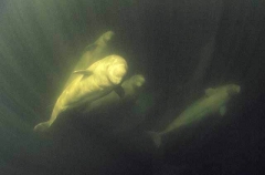Beluga Whales (Delphinapterus leucas) Beluga Whales (Delphinapterus leucas)