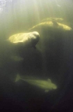 Beluga Whales (Delphinapterus leucas) Beluga Whales (Delphinapterus leucas)