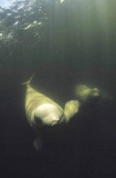 Beluga Whales (Delphinapterus leucas) Beluga Whales (Delphinapterus leucas)