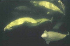 Beluga Whales (Delphinapterus leucas) Beluga Whales (Delphinapterus leucas)