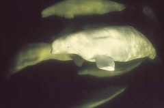 Beluga Whales (Delphinapterus leucas) Beluga Whales (Delphinapterus leucas)