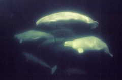 Beluga Whales (Delphinapterus leucas) Beluga Whales (Delphinapterus leucas)