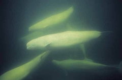 Beluga Whales (Delphinapterus leucas) Beluga Whales (Delphinapterus leucas)