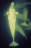 Beluga Whales (Delphinapterus leucas) Beluga Whales (Delphinapterus leucas)
