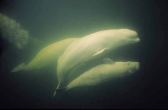 Beluga Whales (Delphinapterus leucas) Beluga Whales (Delphinapterus leucas)