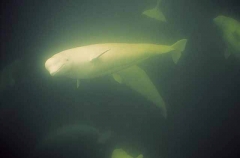 Beluga Whales (Delphinapterus leucas) Beluga Whales (Delphinapterus leucas)