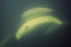 Beluga Whales (Delphinapterus leucas) Beluga Whales (Delphinapterus leucas)