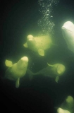 Beluga Whales (Delphinapterus leucas) Beluga Whales (Delphinapterus leucas)