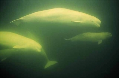 Beluga Whales (Delphinapterus leucas) Beluga Whales (Delphinapterus leucas)