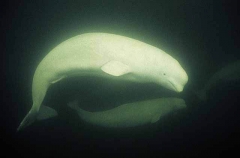Beluga Whales (Delphinapterus leucas) Beluga Whales (Delphinapterus leucas)