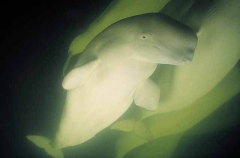 Beluga Whales (Delphinapterus leucas) Beluga Whales (Delphinapterus leucas)