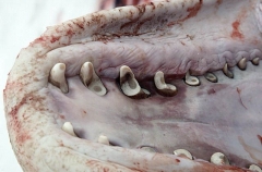 Beluga Whale (Delphinapterus leucas) Beluga Whale (Delphinapterus leucas)
