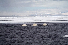 Beluga Whales (Delphinapterus leucas) Beluga Whales (Delphinapterus leucas)